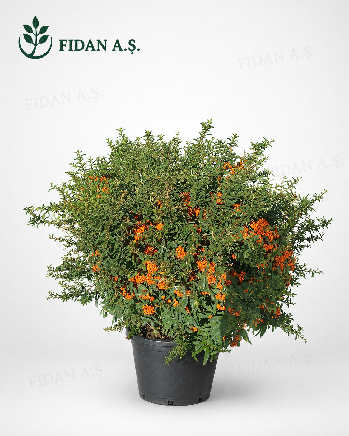 Pyracantha Coccinea Nana